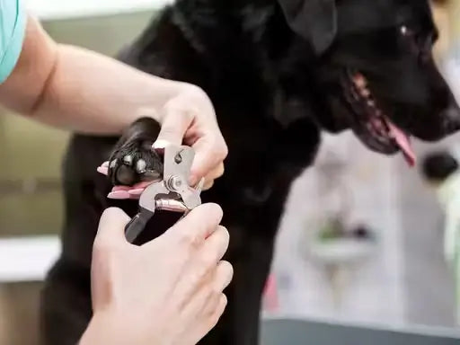 4 in 1 Pet Grooming Kit